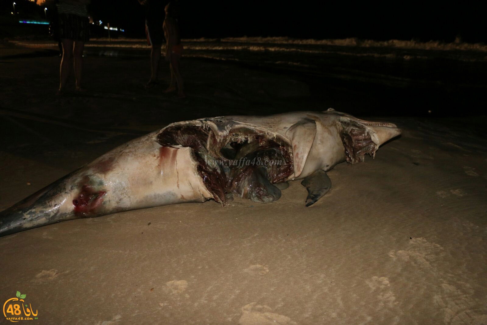 Ma3had dolphine (7).jpg